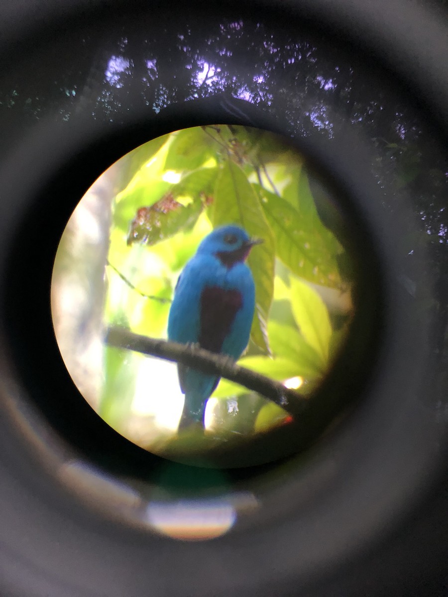 Blue Cotinga - Vladimir Banard