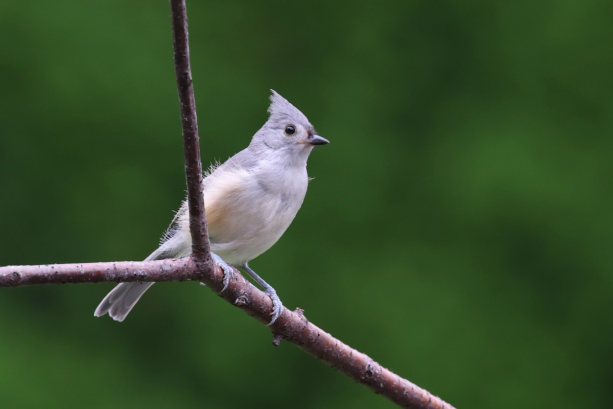 Tufted Titmouse - Mark Sak