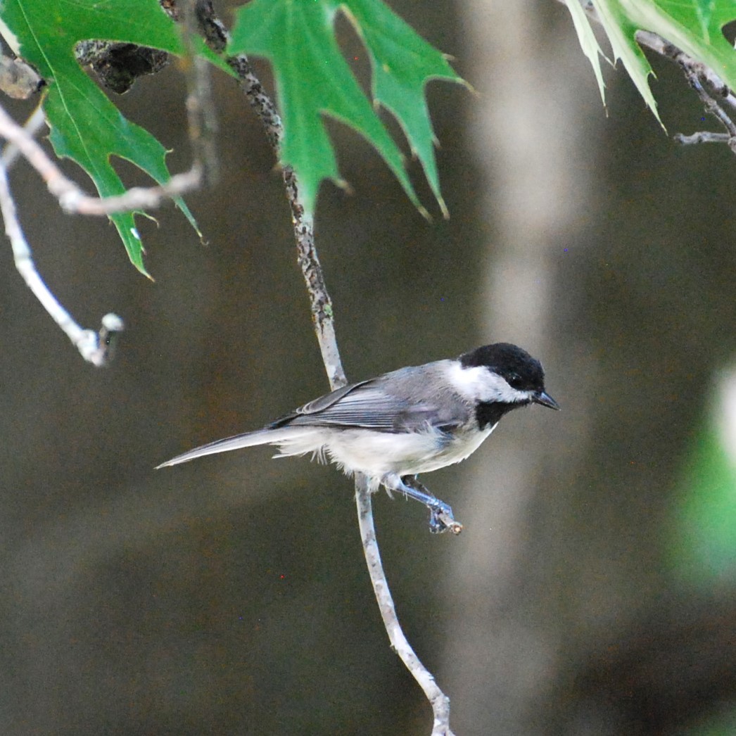 Carolina Chickadee - ML621491600