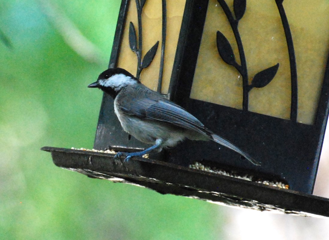 Carolina Chickadee - ML621491601