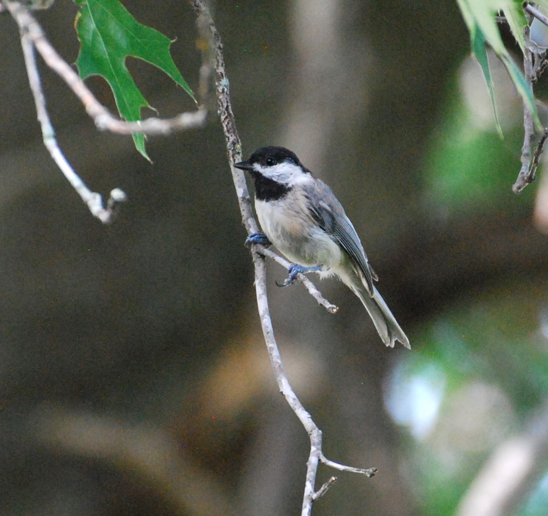 Carolina Chickadee - ML621491602