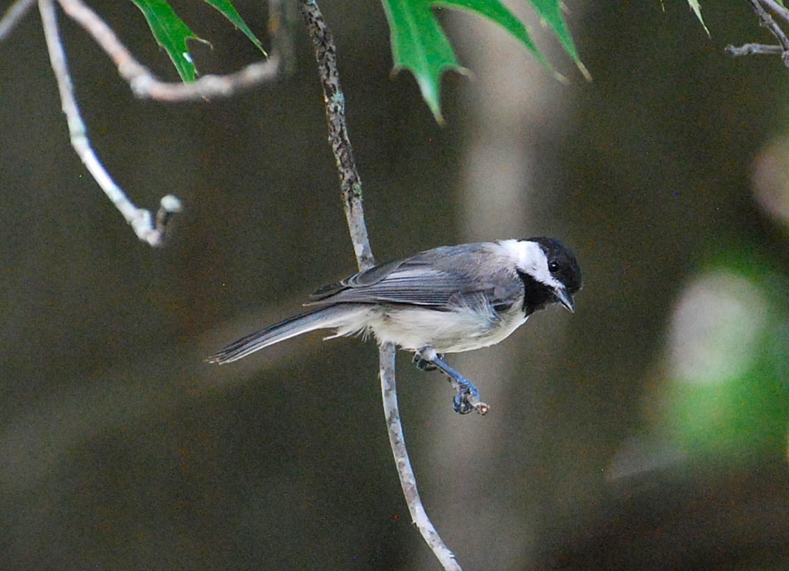 Carolina Chickadee - ML621491603