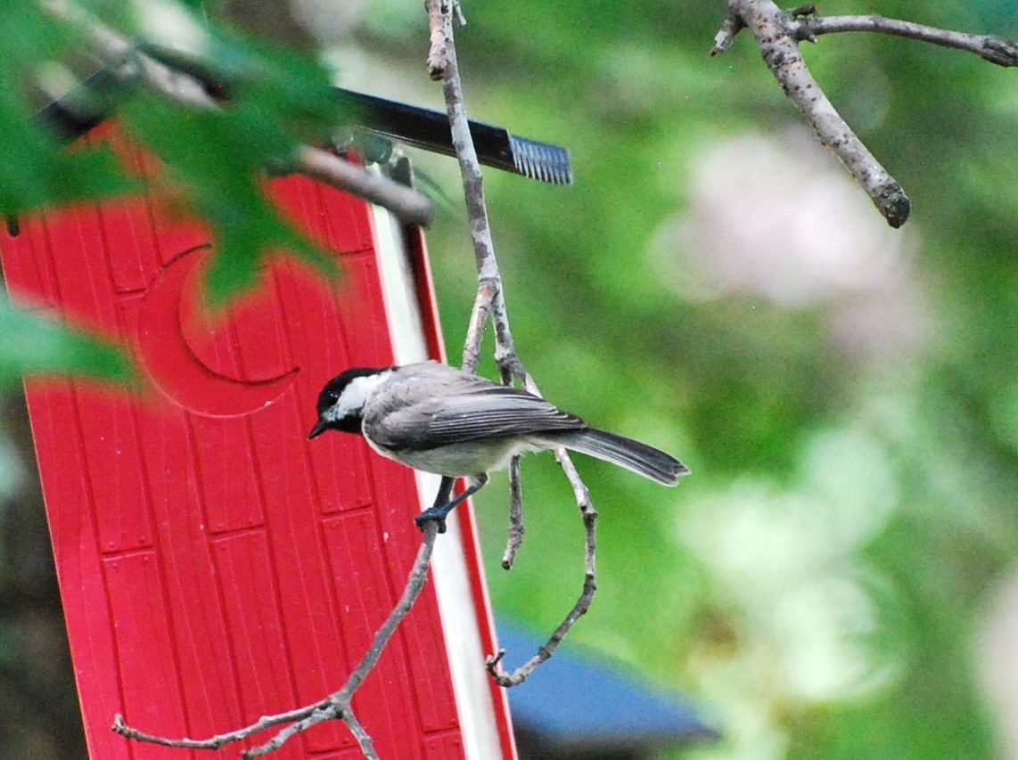 Carolina Chickadee - ML621491604