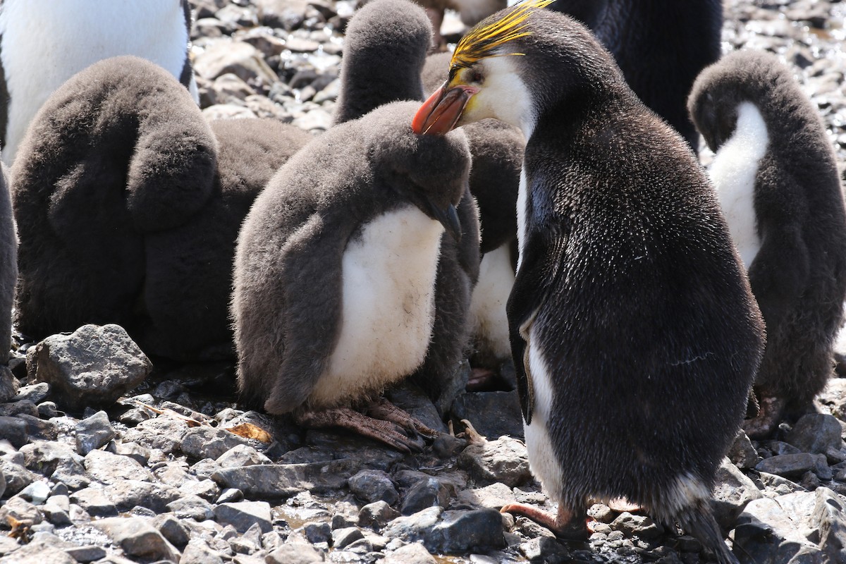 Royal Penguin - Sabrina Hepburn