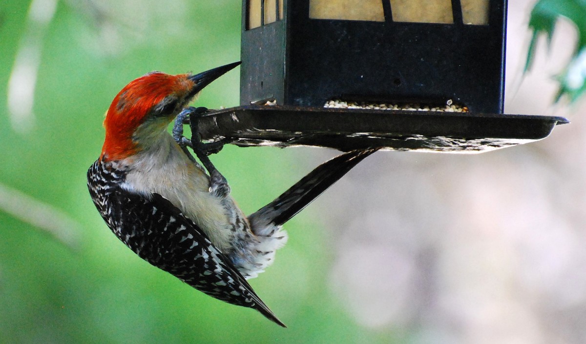 Red-bellied Woodpecker - ML621491630