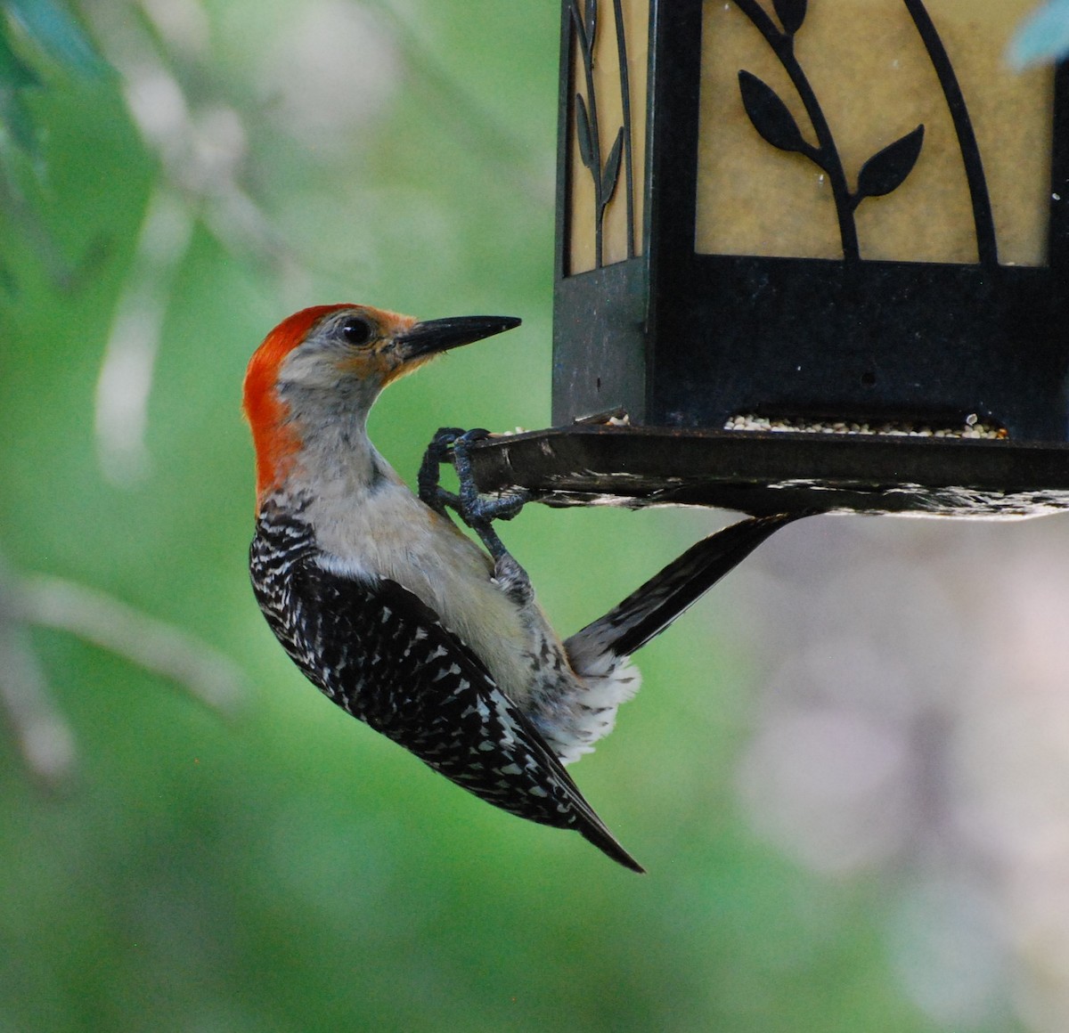 Red-bellied Woodpecker - ML621491631