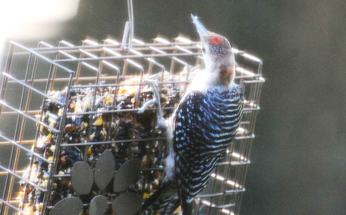 Red-bellied Woodpecker - ML621491633