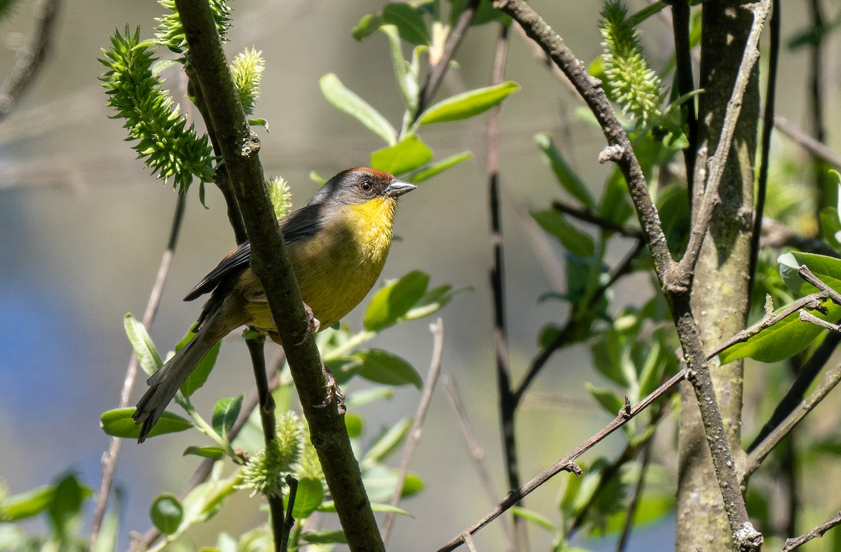 Rufous-capped Brushfinch - ML621491664