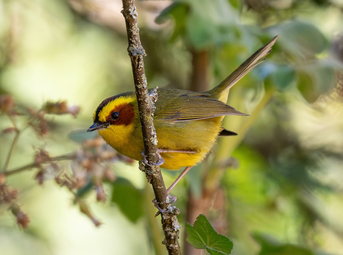 Golden-browed Warbler - ML621491695