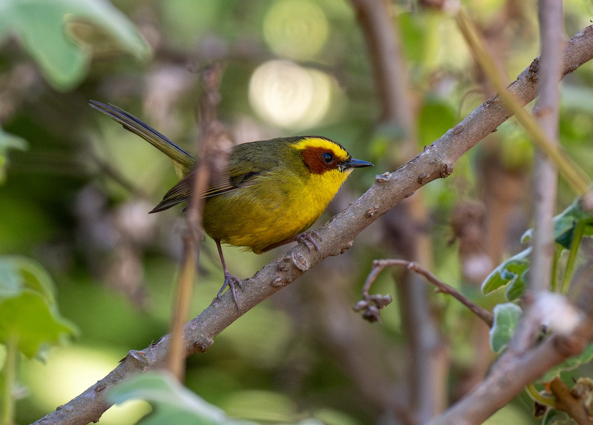 Golden-browed Warbler - ML621491696