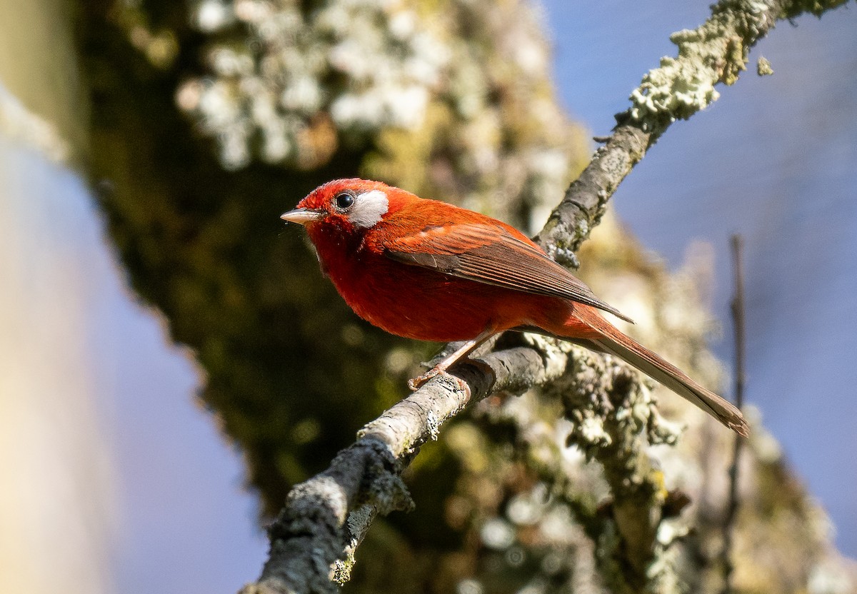 Red Warbler (White-cheeked) - ML621491706