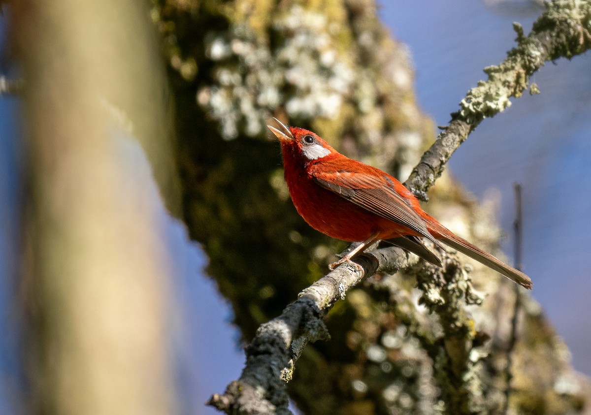 Red Warbler (White-cheeked) - ML621491707