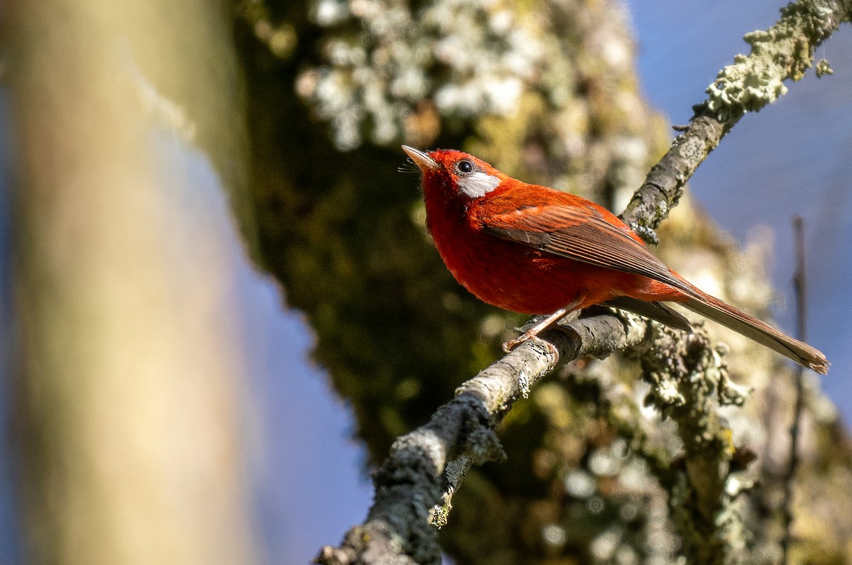 Red Warbler (White-cheeked) - ML621491708