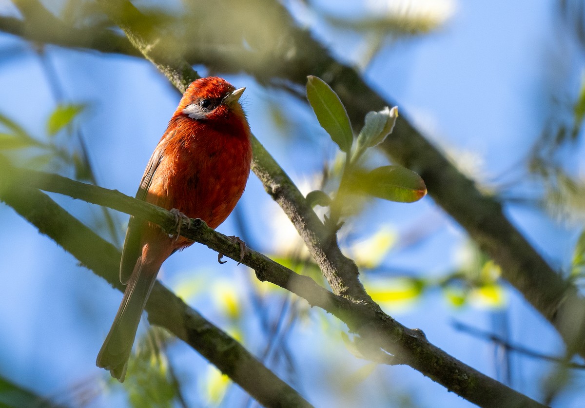 Red Warbler (White-cheeked) - ML621491709