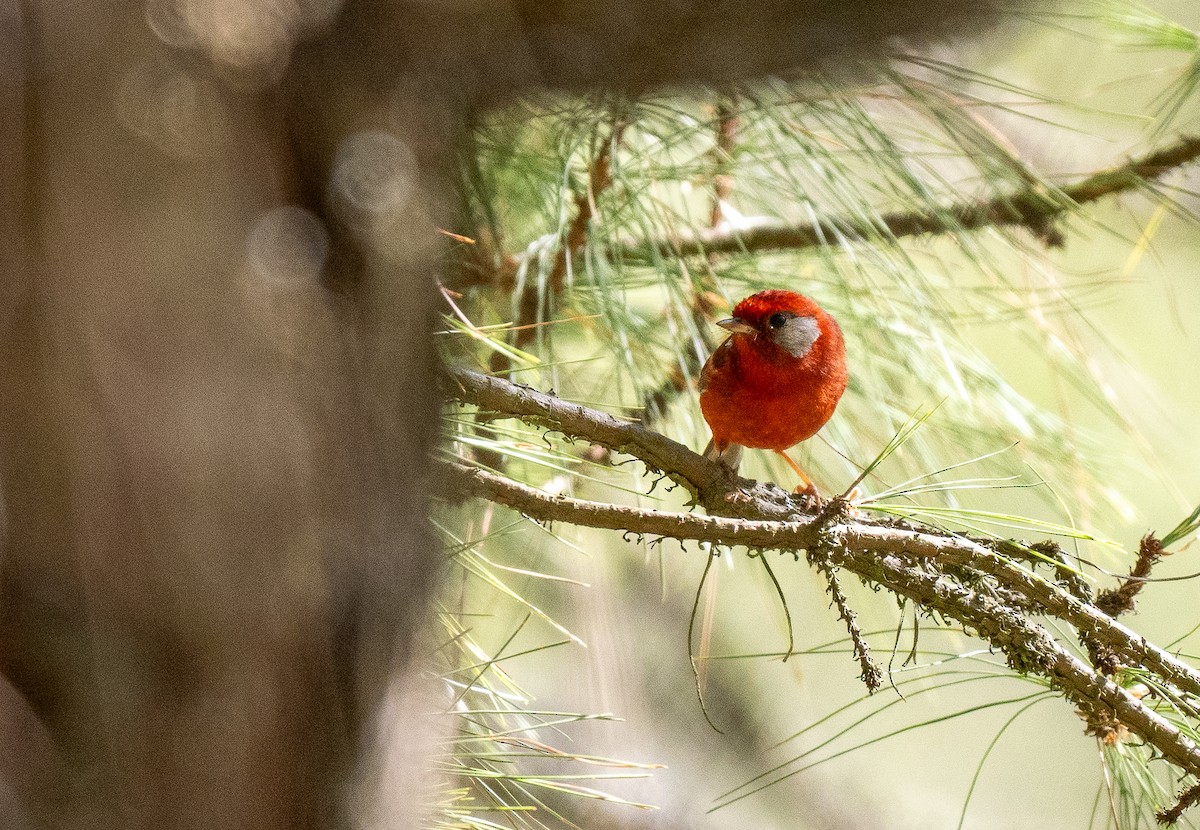 Red Warbler (White-cheeked) - ML621491710