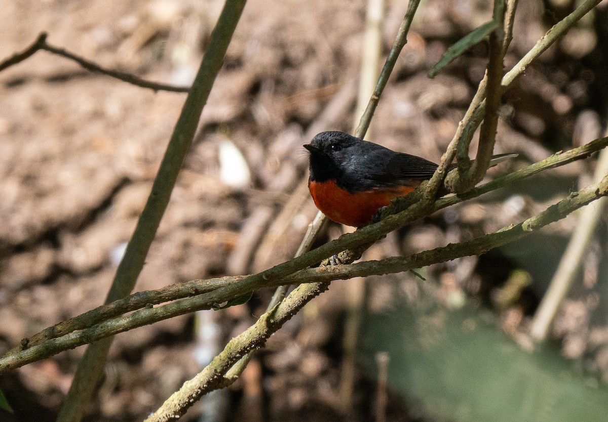 Slate-throated Redstart - ML621491714