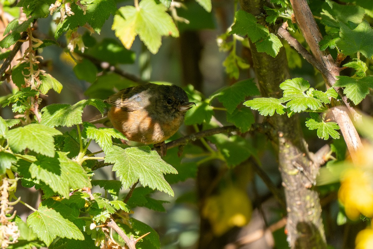 Cinnamon-bellied Flowerpiercer - ML621491719