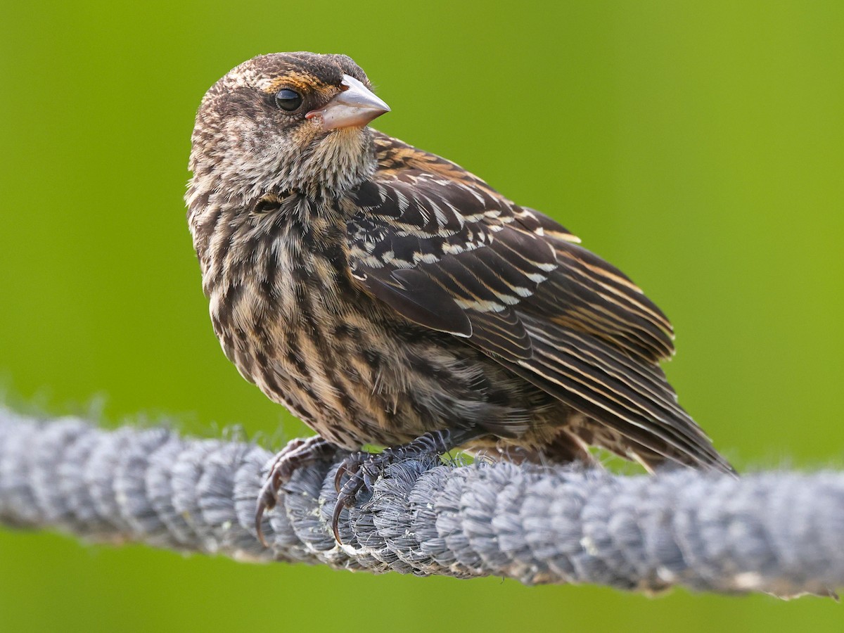 Red-winged Blackbird - ML621491724