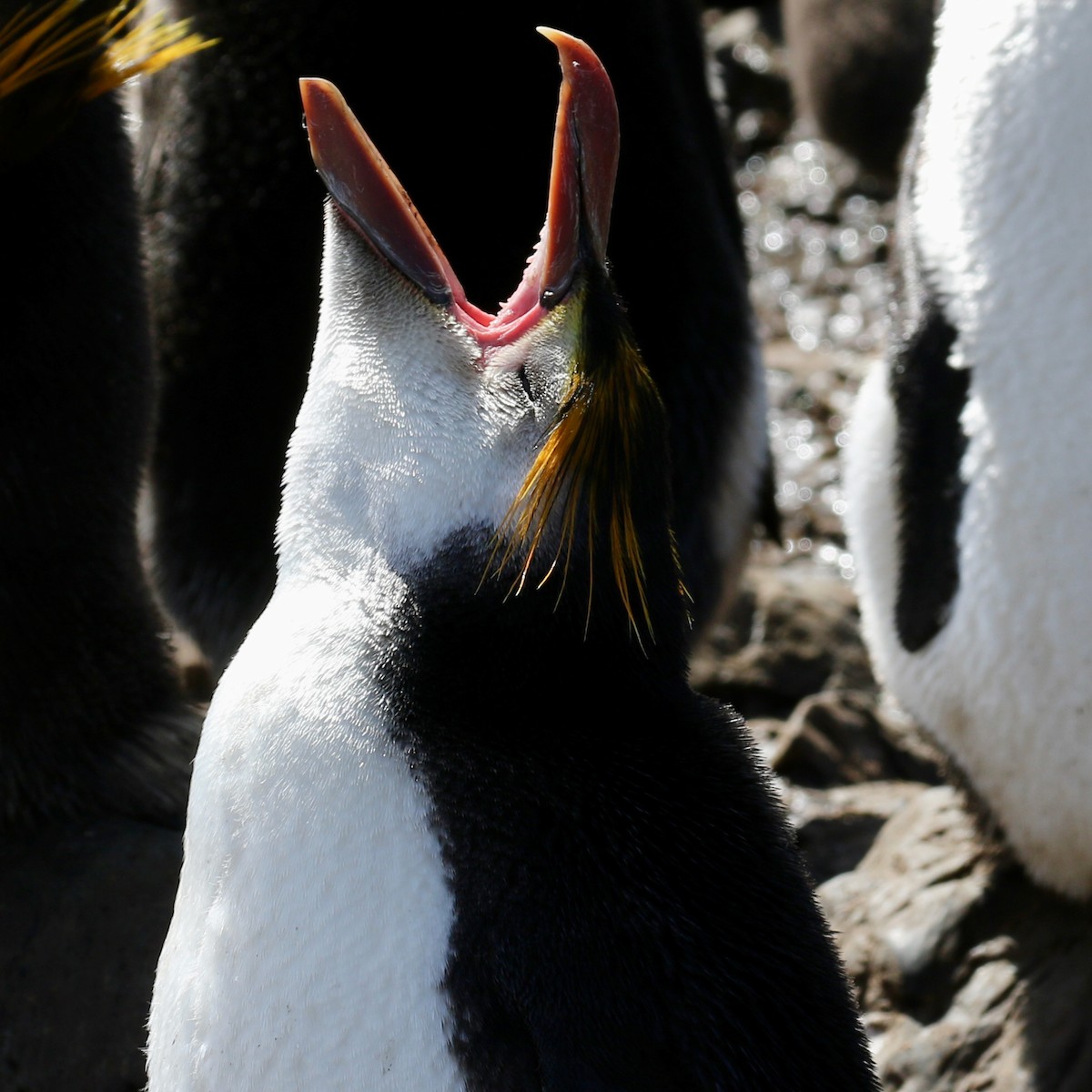 ロイヤルペンギン - ML621491774