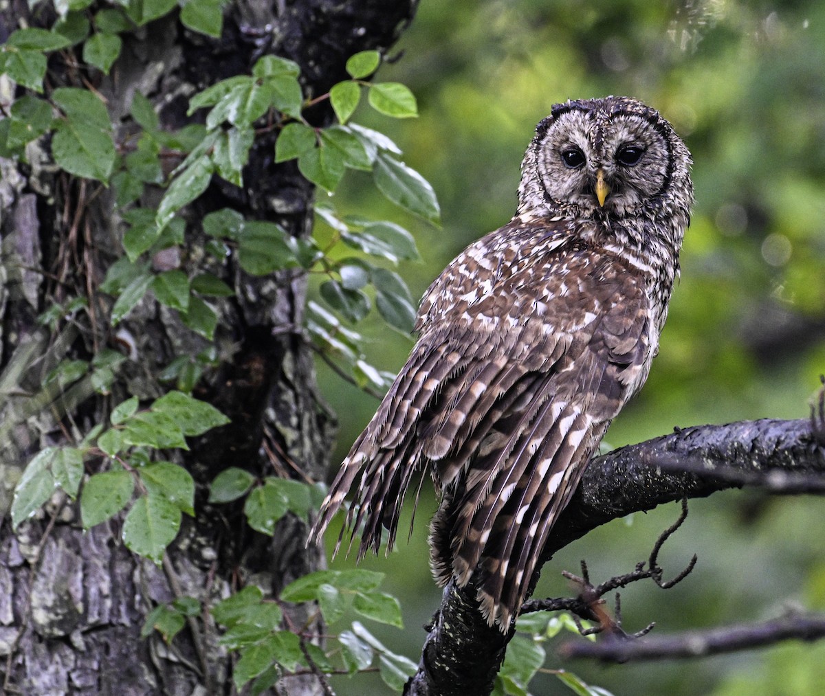 Barred Owl - ML621491806