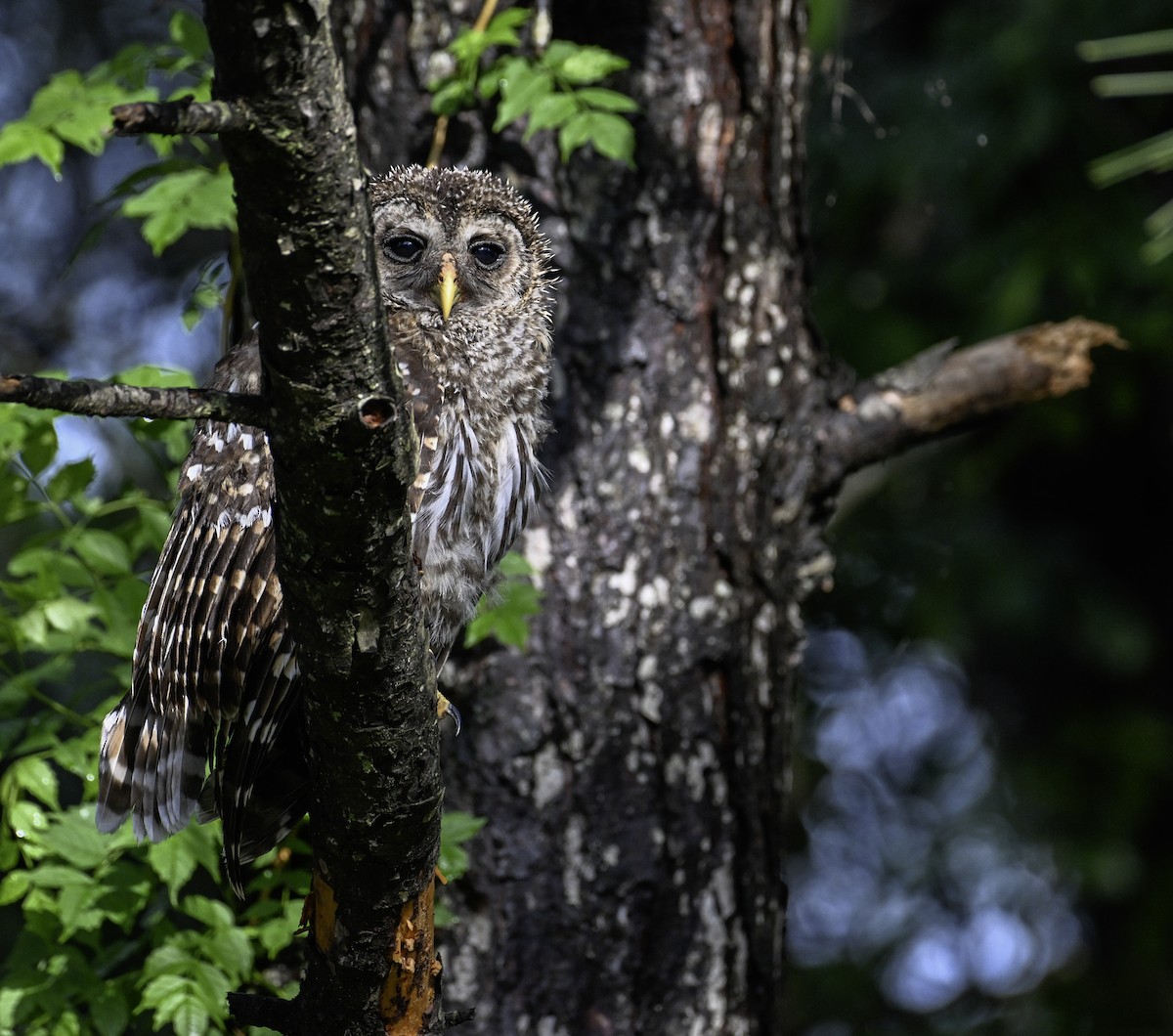 Barred Owl - ML621491807