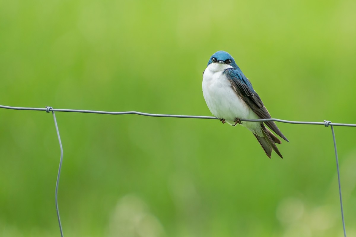 Tree Swallow - ML621491836