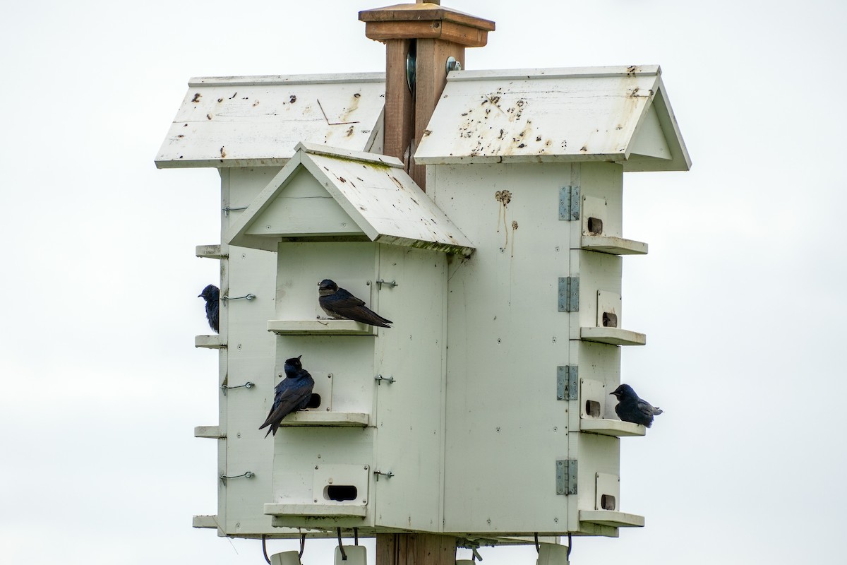 Purple Martin - ML621491846