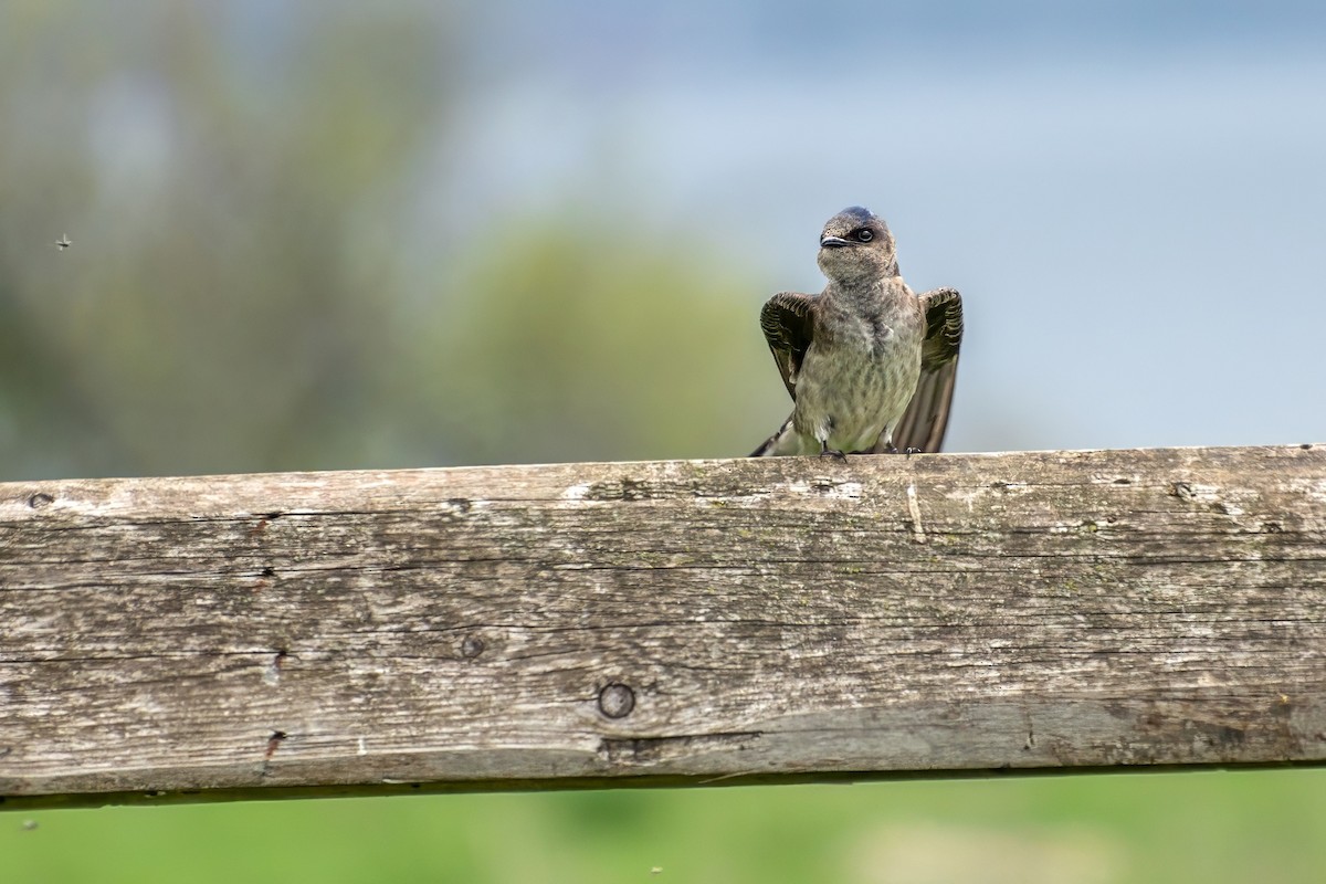 Purple Martin - ML621491860