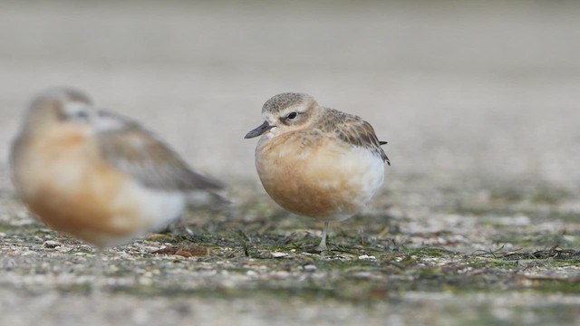 Red-breasted Dotterel - ML621491946