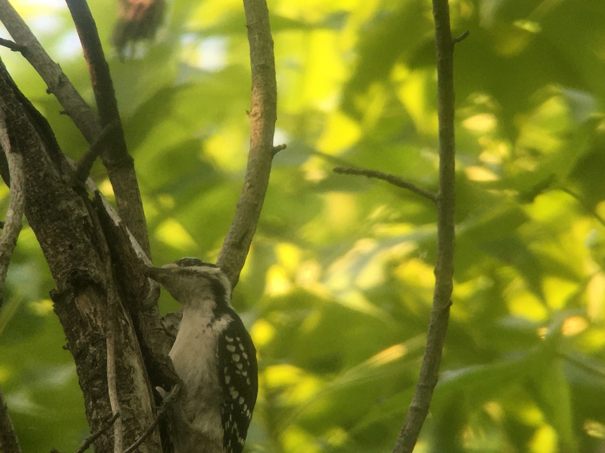 Hairy Woodpecker - ML621492002