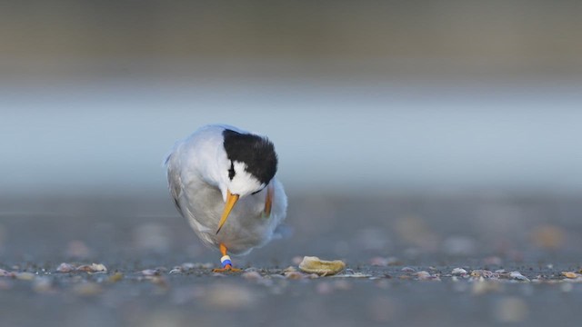 Australian Fairy Tern - ML621492011