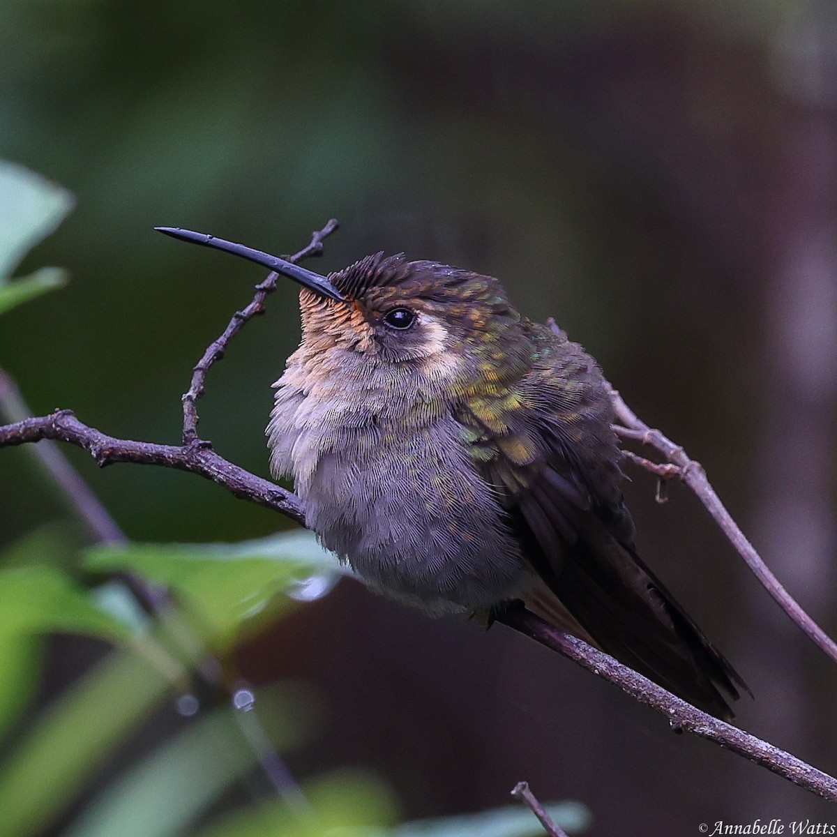 Colibri à gorge améthyste - ML621492013