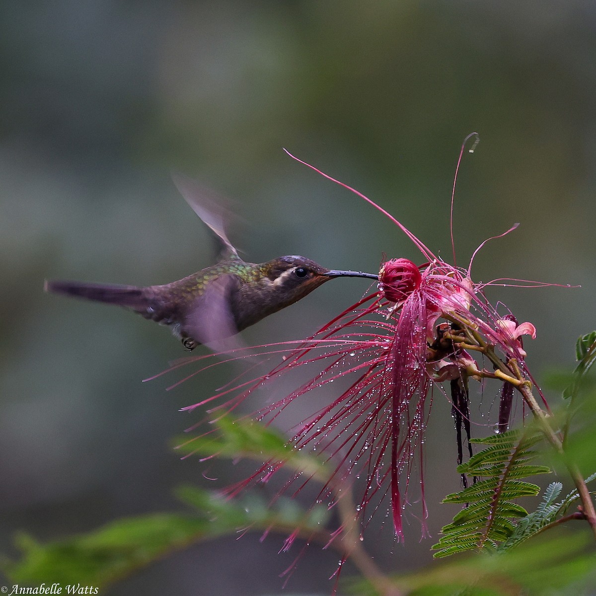 Amethyst-throated Mountain-gem - ML621492014