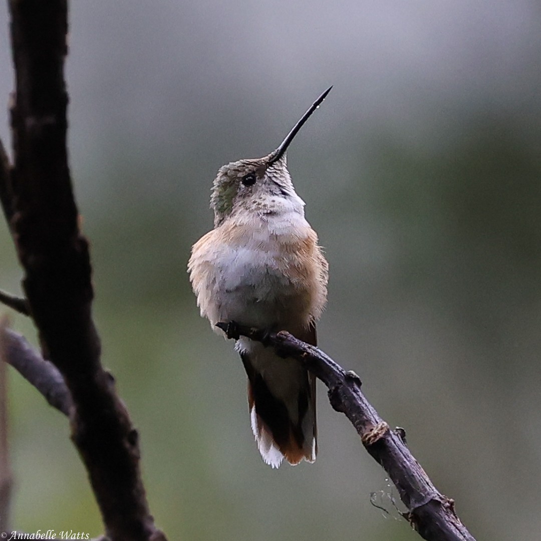 Broad-tailed Hummingbird - ML621492022