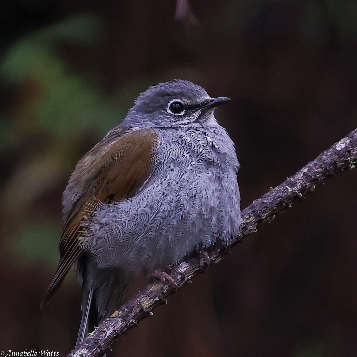 Brown-backed Solitaire - ML621492027