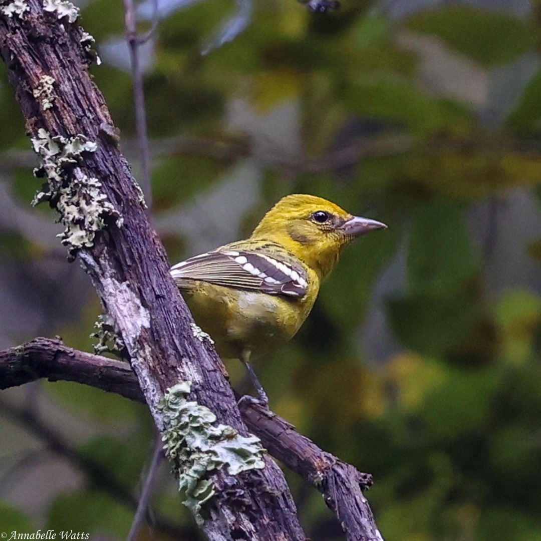 Flame-colored Tanager - ML621492032