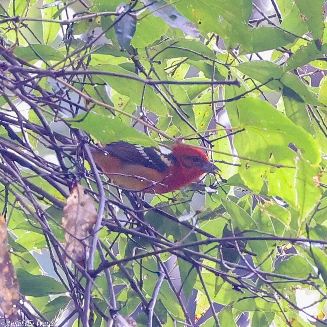 Flame-colored Tanager - ML621492033