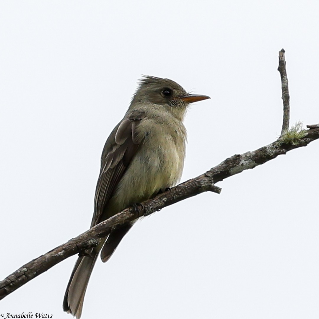 Greater Pewee - ML621492040
