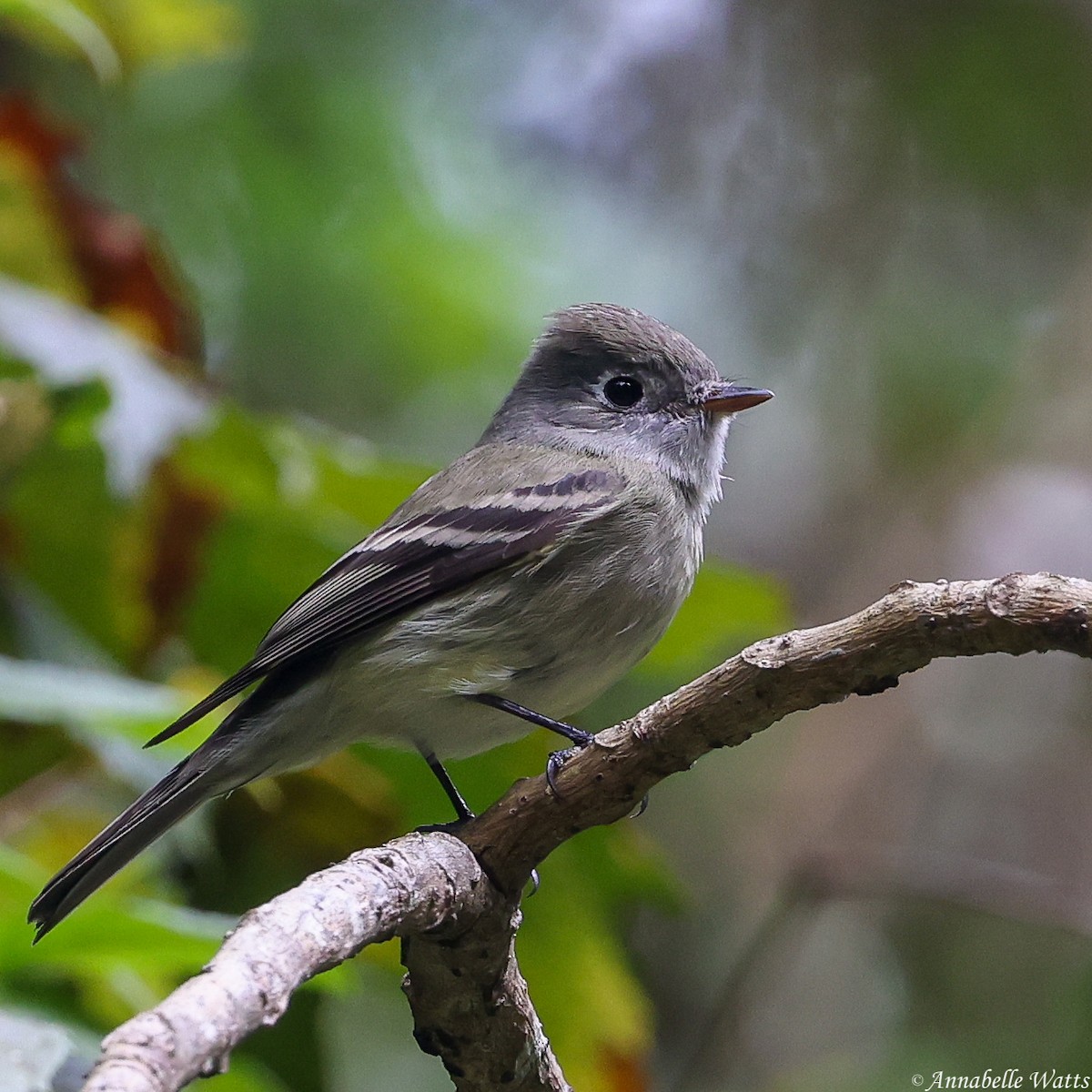 Hammond's Flycatcher - ML621492052