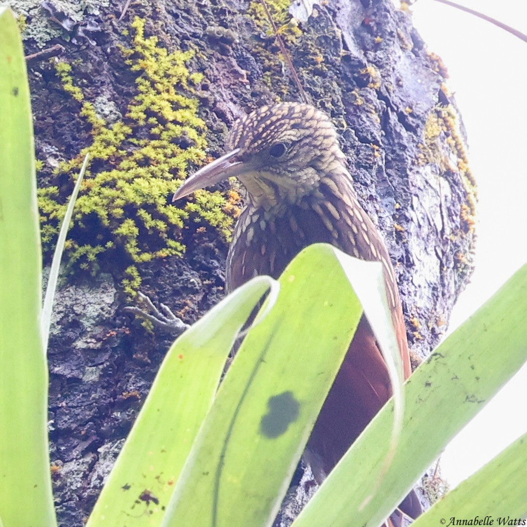 Ivory-billed Woodcreeper - Justin Watts