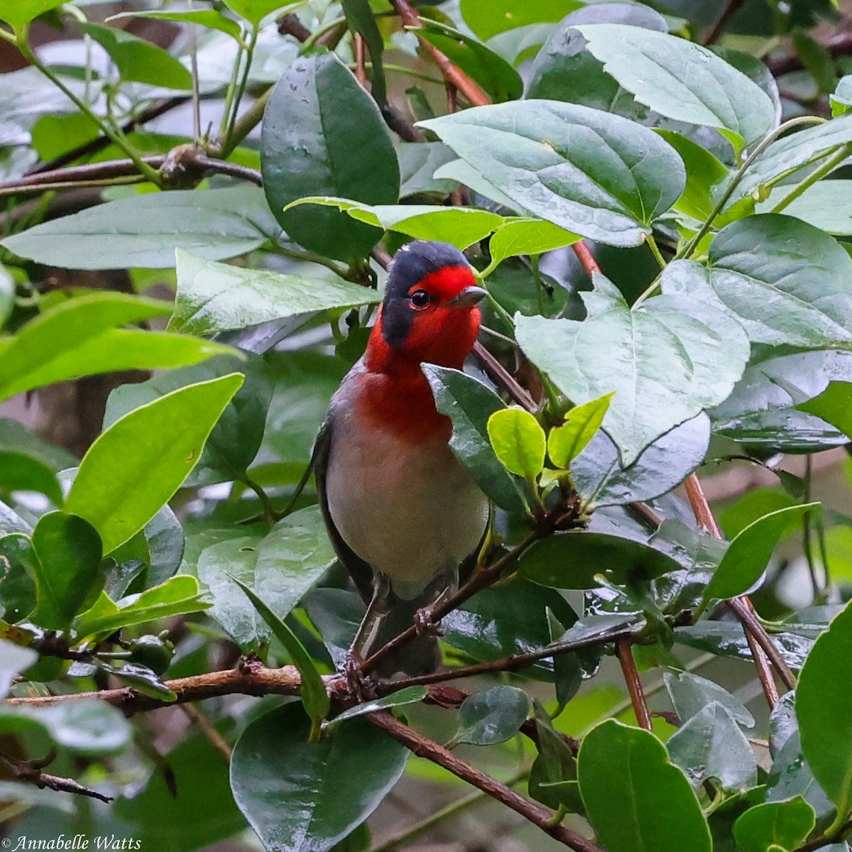 Red-faced Warbler - Justin Watts