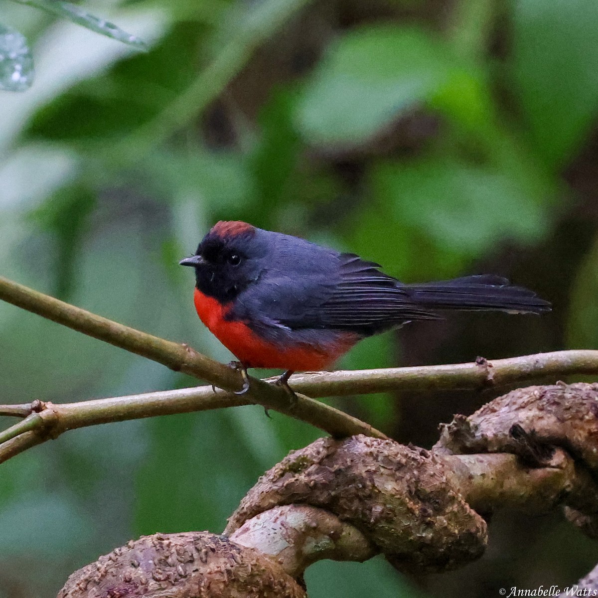 Slate-throated Redstart - ML621492092