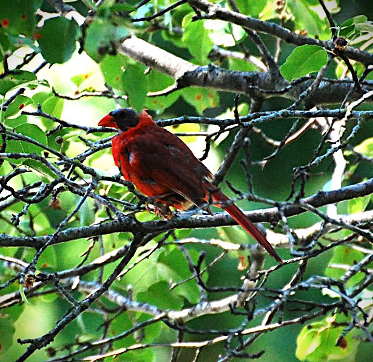 Northern Cardinal - ML621492095