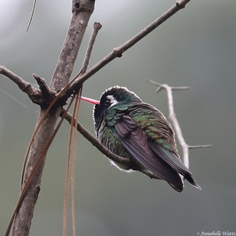 White-eared Hummingbird - ML621492098