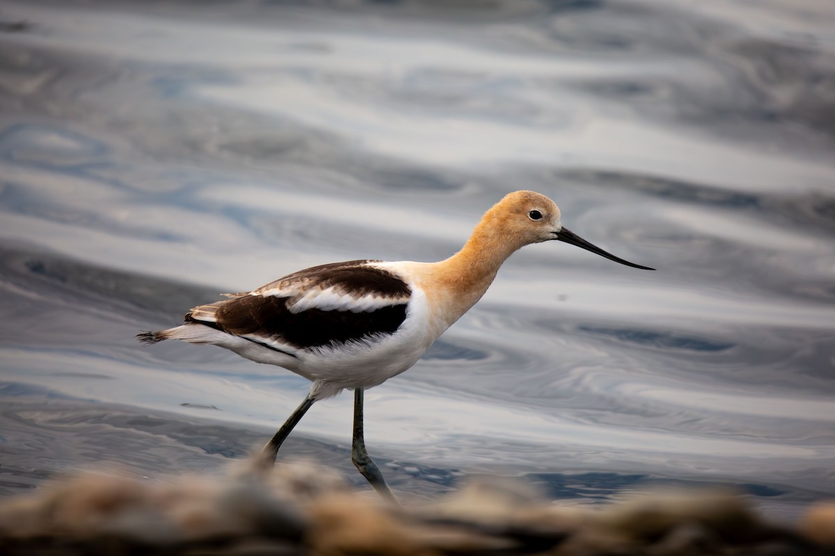 American Avocet - ML621492132