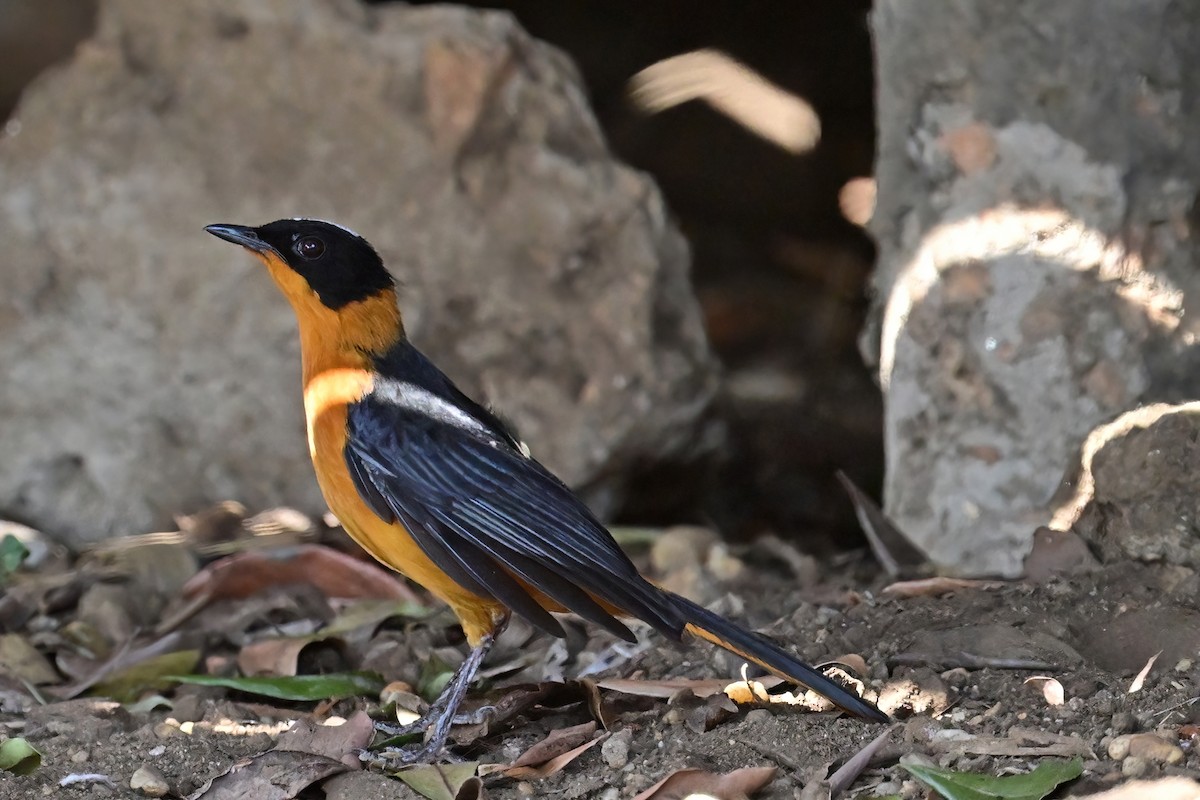 Snowy-crowned Robin-Chat - ML621492133