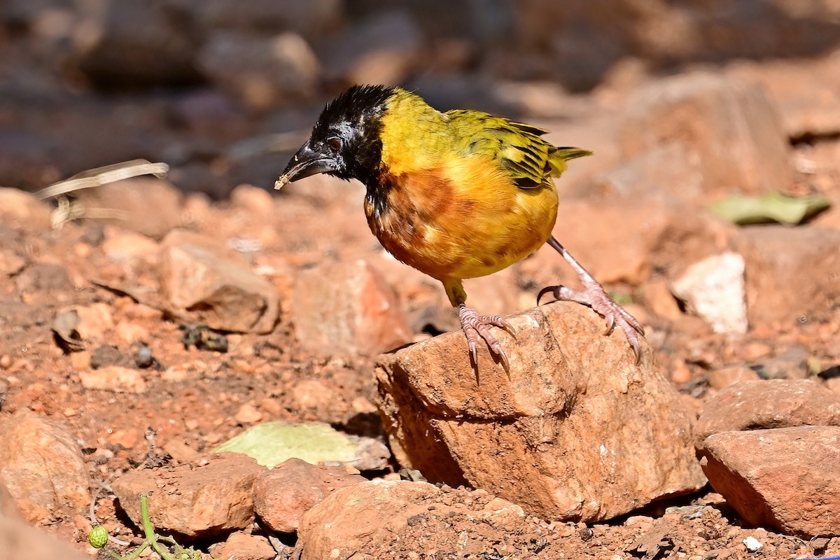 Black-headed Weaver - ML621492240