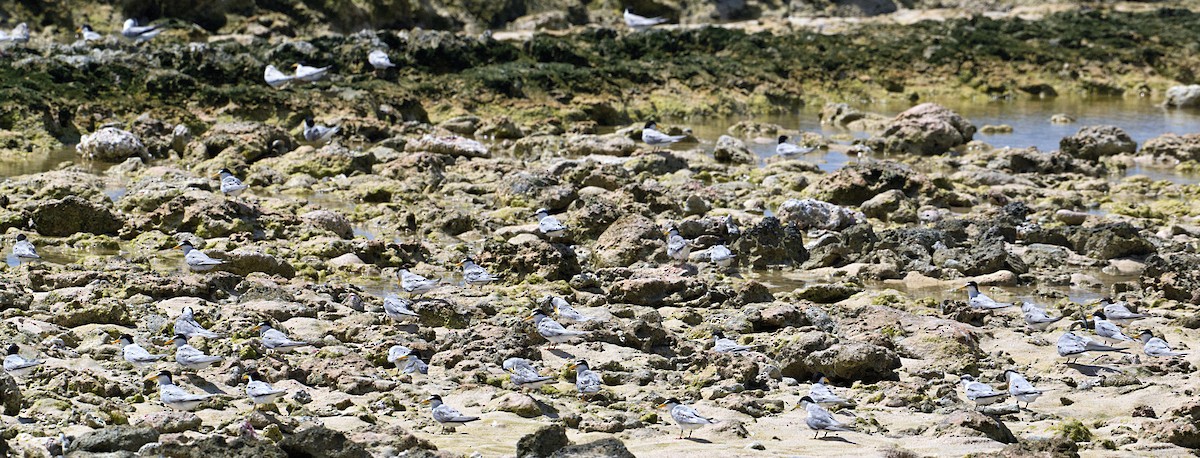 Least Tern - ML621492256