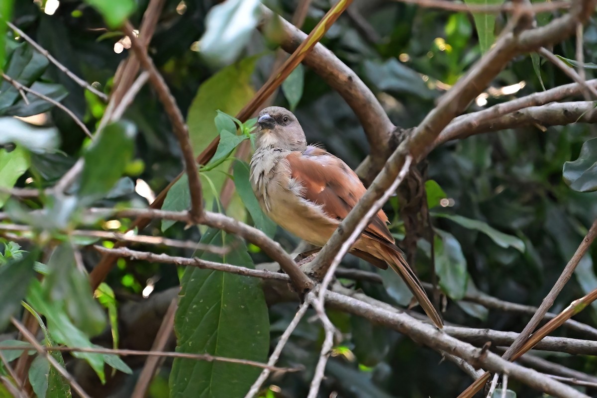 Northern Gray-headed Sparrow - ML621492291