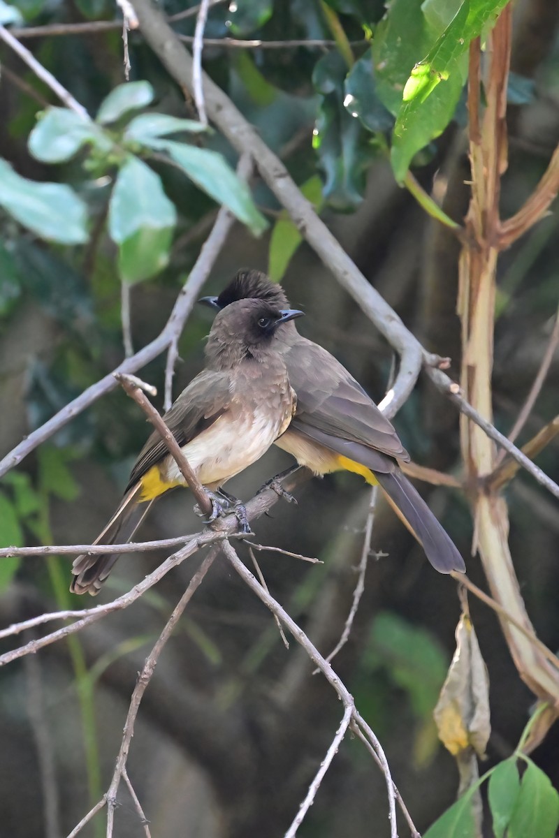 Common Bulbul - ML621492302